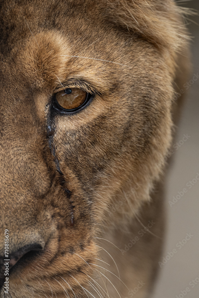Detail of the eye of a lioness.
