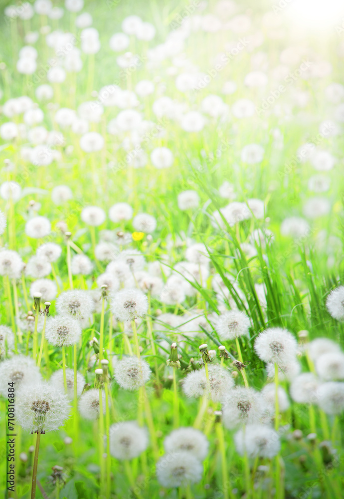 Green field with white dandelions