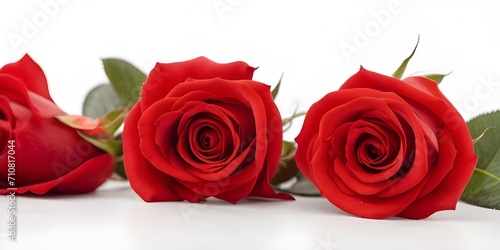 Red rose on white background