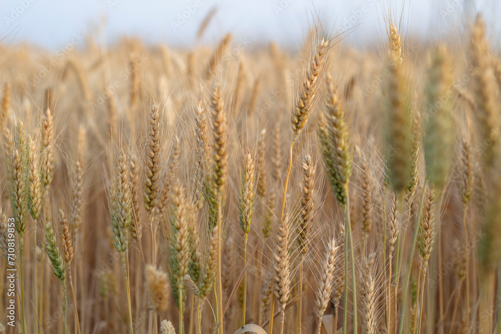 Ear of Wheat crop on agriculture field ready for cultivation. Ear of Wheat crop on agriculture field ready for cultivation.