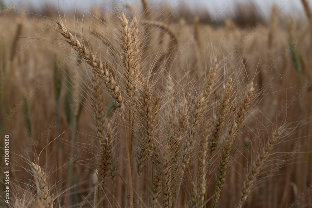 Fototapeta premium Ear of Wheat crop on agriculture field ready for cultivation.