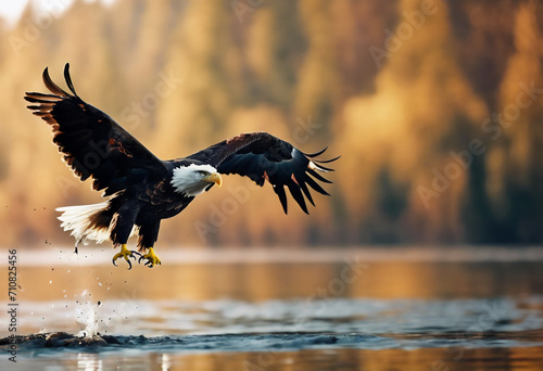Bald Eagle vola a caccia della preda a pelo dell'acqua photo