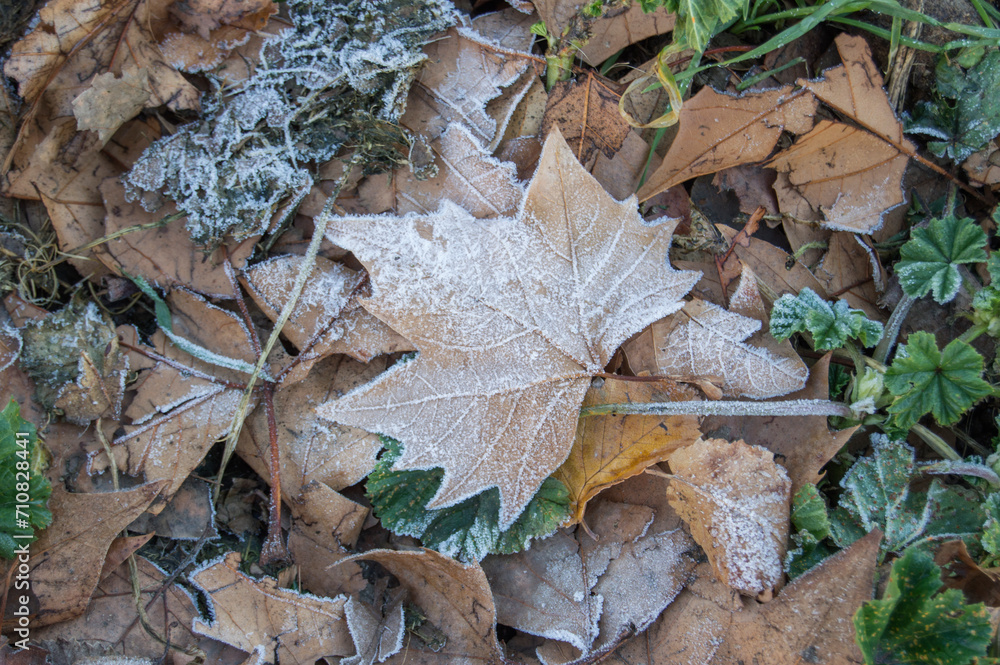 frosty maple leaf on greenery background