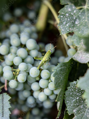 cotes-du-rhone-provence-france-grasshoper-grapes