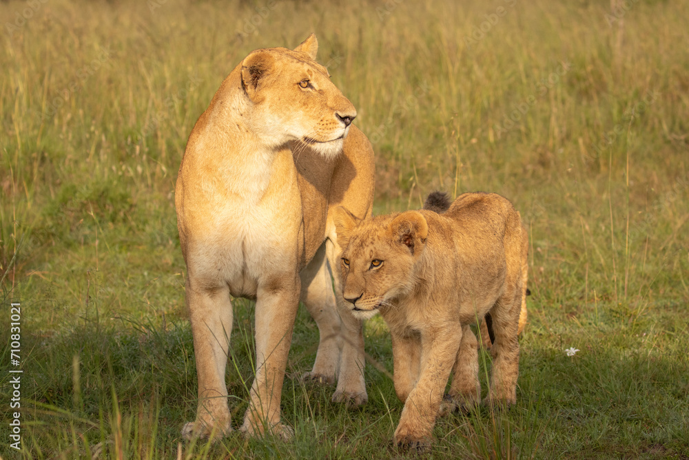 Lioness with cubs ( Panthera Leo Leo) searching for prey in the golden hour of dawn, Olare Motorogi Conservancy, Kenya. Lioness with cubs ( Panthera Leo Leo) searching for prey in the golden hour of dawn, Olare Motorogi Conservancy, Kenya.