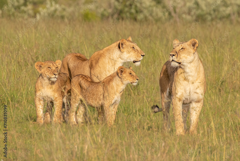 Lion pride ( Panthera Leo Leo) searching for prey in the golden hour of dawn searching for prey , Olare Motorogi Conservancy, Kenya. Lion pride ( Panthera Leo Leo) searching for prey in the golden hour of dawn searching for prey , Olare Motorogi Conservancy, Kenya.