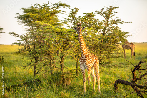 Masai giraffe calf  Giraffa tippelskirchi or Giraffa camelopardalis tippelskirchi   Olare Motorogi Conservancy  Kenya.