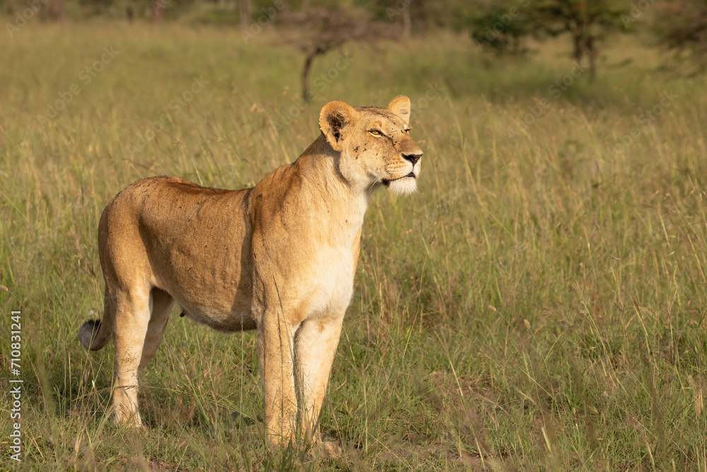 Lioness ( Panthera Leo Leo) searching for prey in the golden hour of dawn, Olare Motorogi Conservancy, Kenya. Lioness ( Panthera Leo Leo) searching for prey in the golden hour of dawn, Olare Motorogi Conservancy, Kenya.