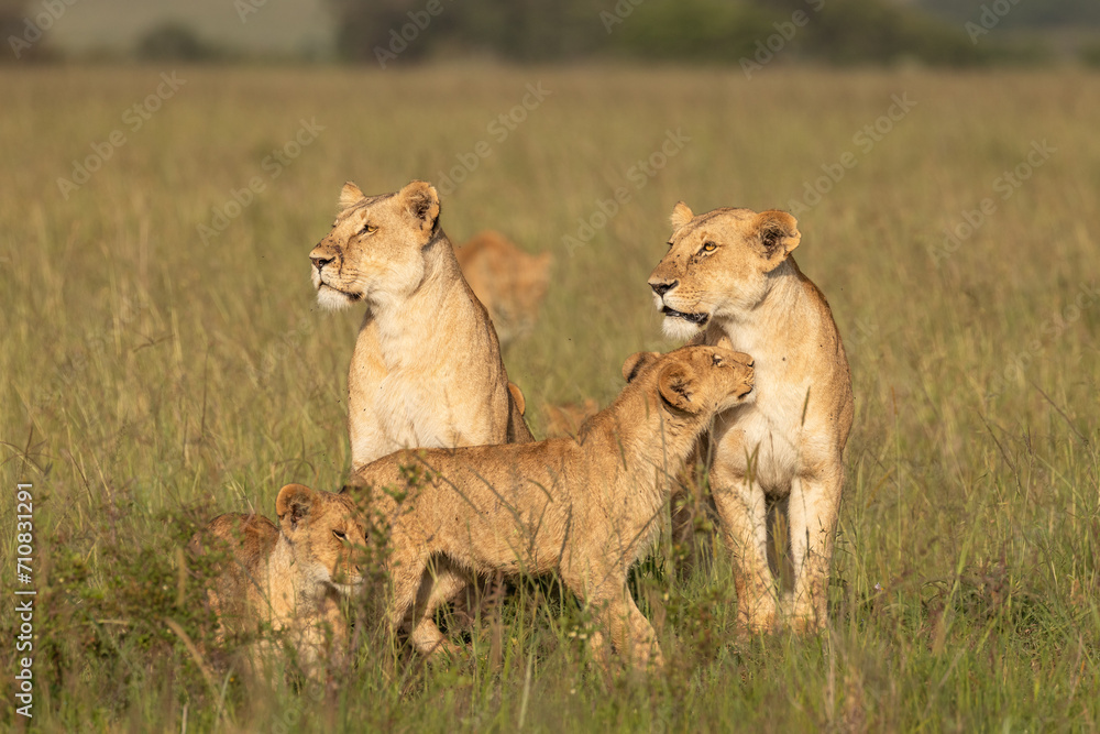 Lion pride ( Panthera Leo Leo) showing affection in the golden hour of dawn, Olare Motorogi Conservancy, Kenya. Lion pride ( Panthera Leo Leo) showing affection in the golden hour of dawn, Olare Motorogi Conservancy, Kenya.