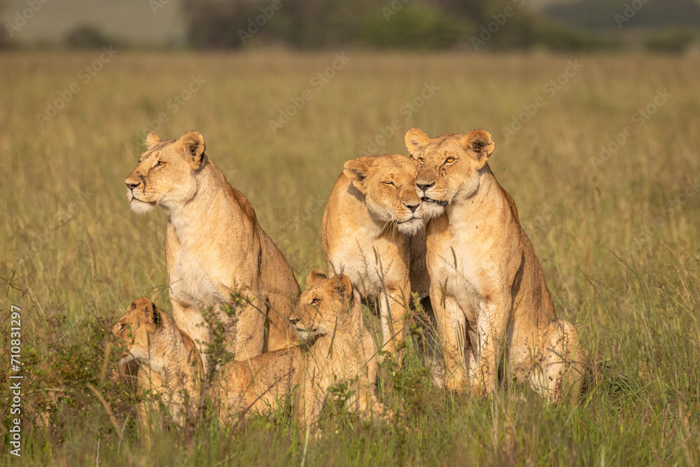 Lion pride ( Panthera Leo Leo) showing affection in the golden hour of dawn, Olare Motorogi Conservancy, Kenya. Lion pride ( Panthera Leo Leo) showing affection in the golden hour of dawn, Olare Motorogi Conservancy, Kenya.