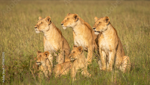 Foto Lion pride ( Panthera Leo Leo) searching for prey in the golden hour of dawn searching for prey , Olare Motorogi Conservancy, Kenya