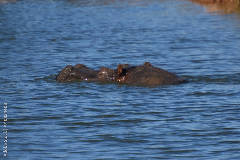 Fototapeta premium Flusspferd (hippopotamus amphibius) in Namibia