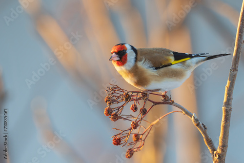 European goldfinch or simply the goldfinch (Carduelis carduelis) photo