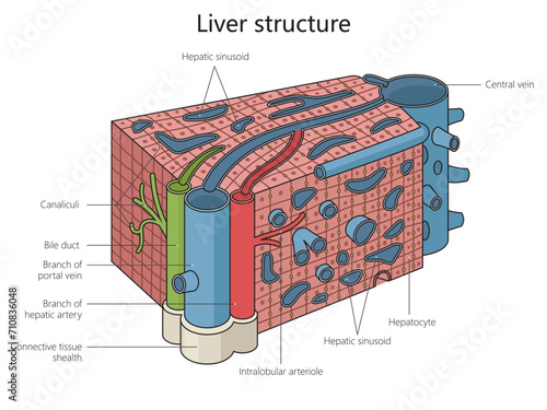 liver structure diagram hand drawn schematic vector illustration. Medical science educational illustration