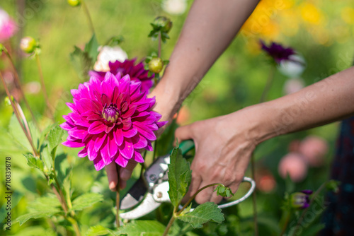 woman cutting off flower for bouquet with pruning shears, Purple decorative luxury, "Thomas A.Edison" dahlia in bloom in the summer garden, natural floral background, High quality photo