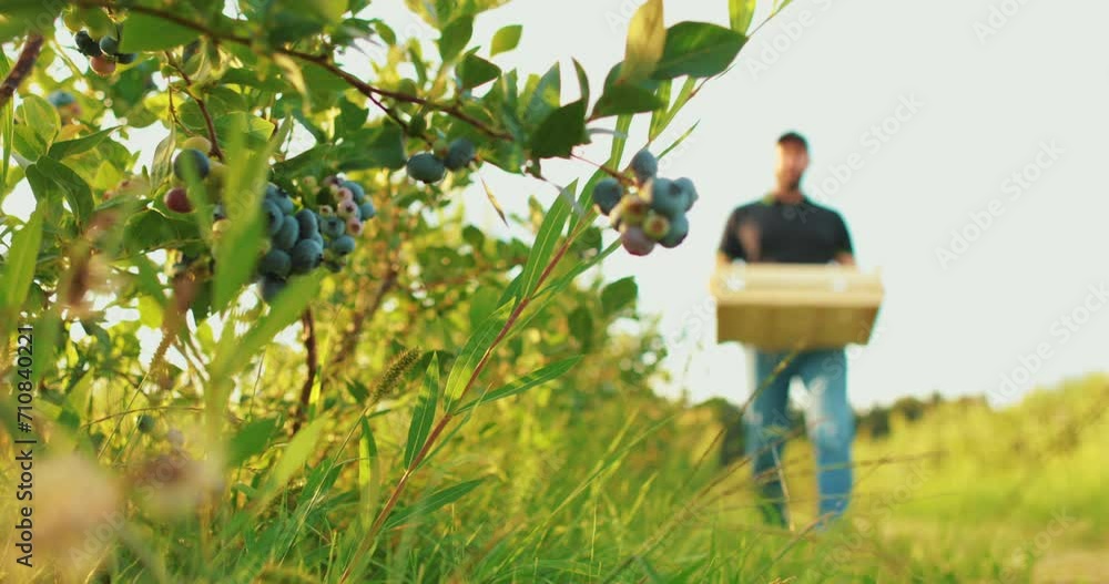 Male farmer with box of blueberries outdoors. Cultivation and harvesting of blueberries. Male farmer with box of blueberries outdoors. Cultivation and harvesting of blueberries.