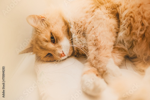 A beautiful ginger cat lies on a pillow on a bright day. A lazy pet. Rest in the morning.