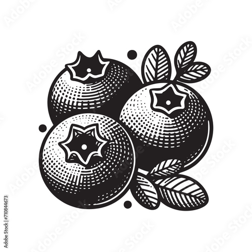 blueberries berries. Beautiful vintage engraving illustration, emblem, icon, logo, sketch. Black lines	, isolated, png
