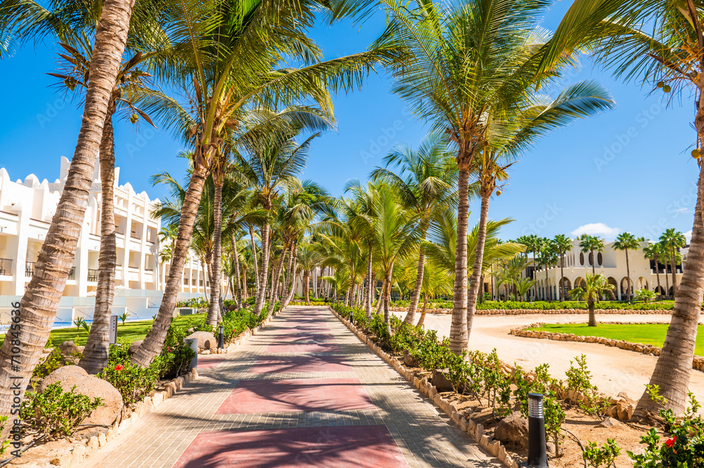 Fototapeta premium trees on the beach