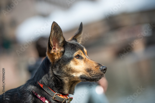 portrait of a dog