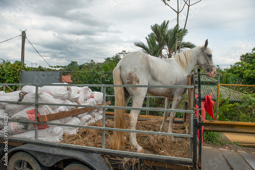 horse in stable photo