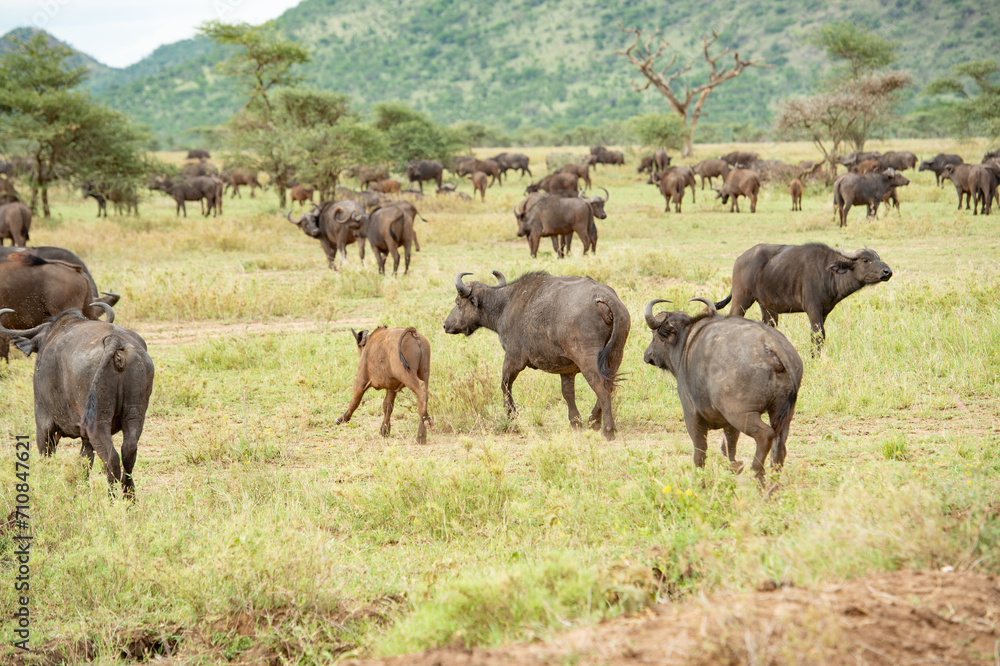 herd of wildebeest herd of wildebeest