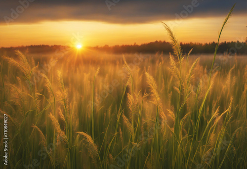 ears of grass at sunset, meadow with grass in autumn