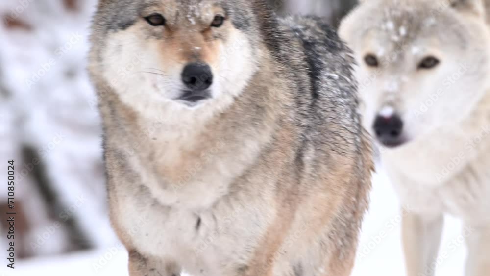 Wolf, Canis lupus, gray wolf in winter forest close slow motion portrait. High quality 4k footage super slow motion 120fps raw footage Wolf, Canis lupus, gray wolf in winter forest close slow motion portrait. High quality 4k footage super slow motion 120fps raw footage