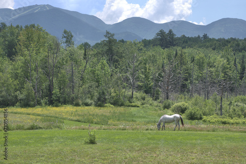 Tranquil springtime scene in the White Mountains of New Hampshire. Old white horse grazing in meadow with Cannon Mountain and the Kinsman Mountain Range in the background. photo