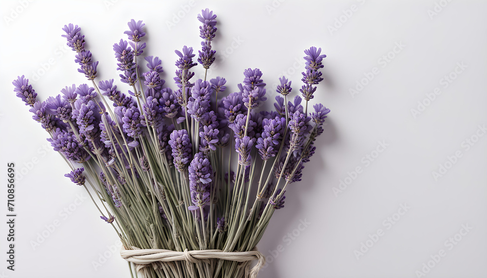 Fototapeta premium Beautiful Isolate Lavender