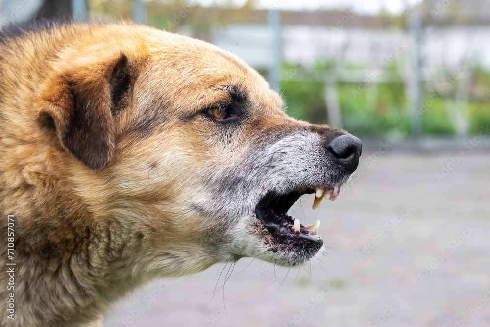 Aggressive dog barks, baring teeth. Dangerous Angry Dog Aggressive dog barks, baring teeth. Dangerous Angry Dog