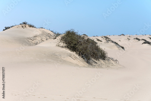 sparse vegetation on sand dune at Naukluft desert  Walvis Bay  Namibia