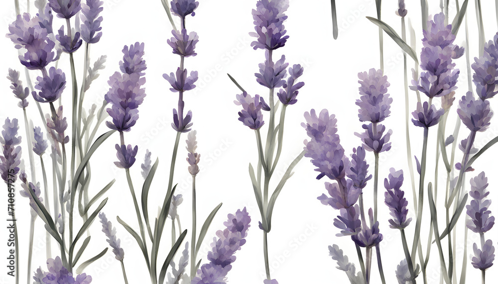 Obraz premium Beautiful Isolate Lavender