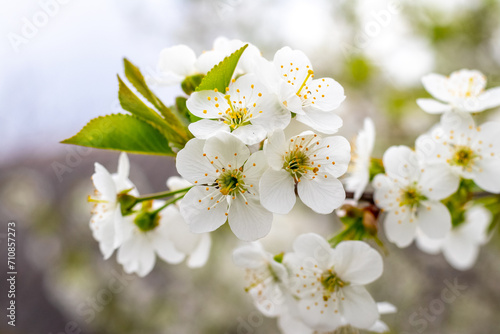 Cherry blossoms. White cherry blossoms on a tree branch on a blurred background