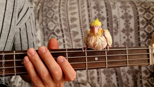 Small white and yellow parrot Nymphicus hollandicus sits, dance and sings on the neck of a guitar while a man's hand plays an electric bass guitar