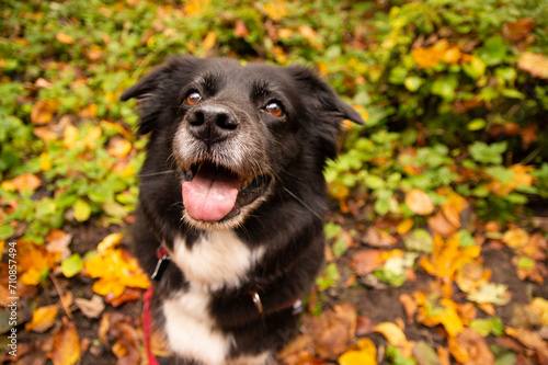 Pies Border Collie na spacerze w lesie jesienną porą © Sebastian