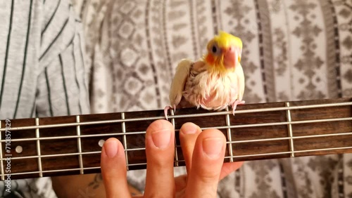 Small white and yellow parrot Nymphicus hollandicus sits, dance and sings on the neck of a guitar while a man's hand plays an electric bass guitar