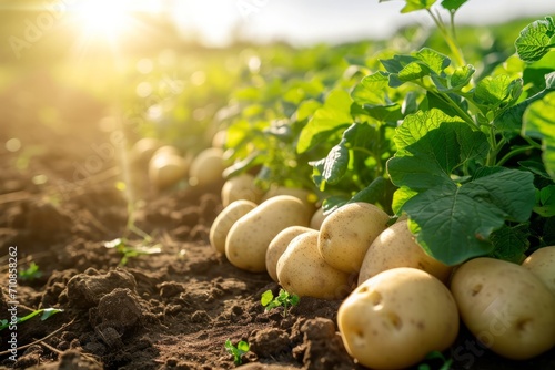 Growing potato harvest and producing vegetables cultivation. Concept of small eco green business organic farming gardening and healthy food photo