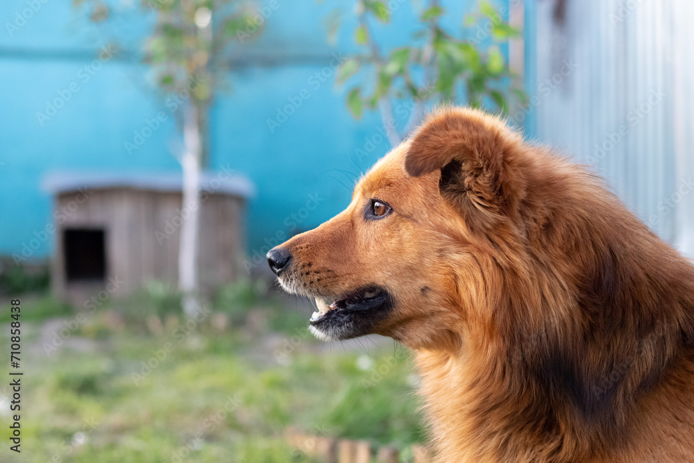 Red shaggy dog in the yard of the farm near the booth Red shaggy dog in the yard of the farm near the booth