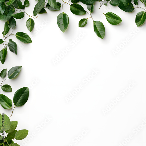 Fresh Green Laves Natural Set Isolated on White Background with copy space.