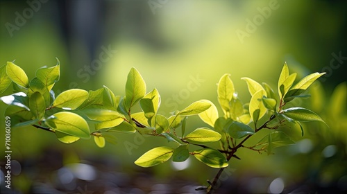 green leaves and blur the background  which adds depth  making it more attractive and creating a realistic sense of depth to spring foliage.