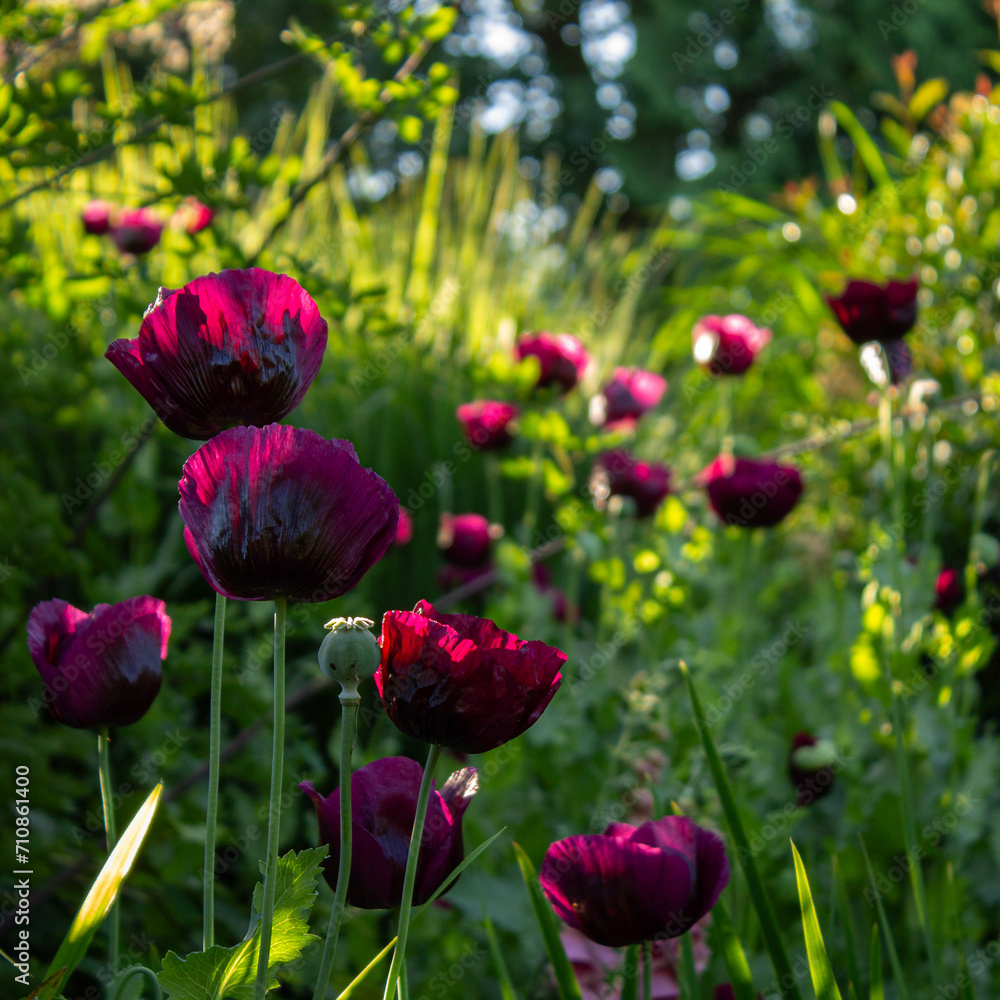 Magenta Poppy in Morning Light Magenta Poppy in Morning Light