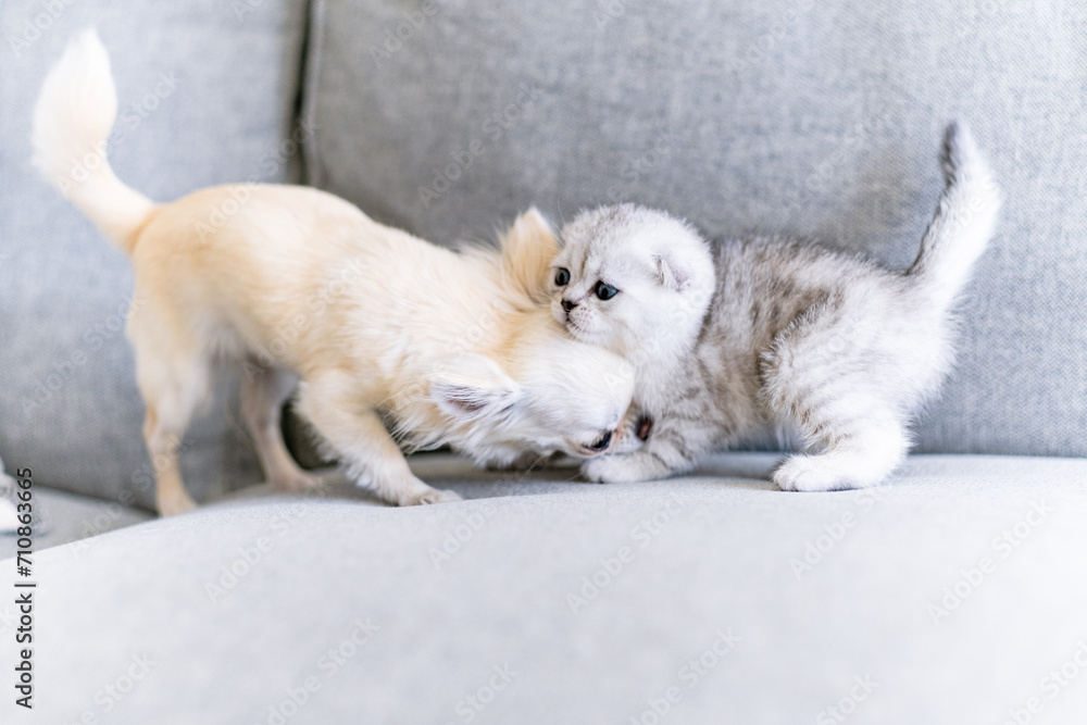 Cute kitten and a puppy playing together. Friendship between pets Cute kitten and a puppy playing together. Friendship between pets