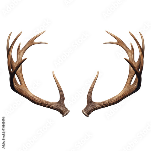 Deer antlers isolated on a white or transparent background close-up. Overlay of deer antlers for insertion. A design element to be inserted into a design or project.