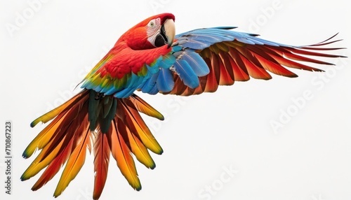 Colorful macaw soaring gracefully in flight, baby animals image