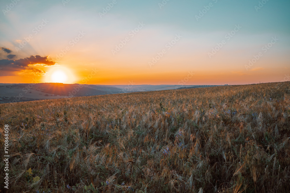 Selective soft focus of beach dry grass, reeds, stalks blowing in the wind at golden sunset light. Tranquil autumn fall nature field background. Soft shallow focus