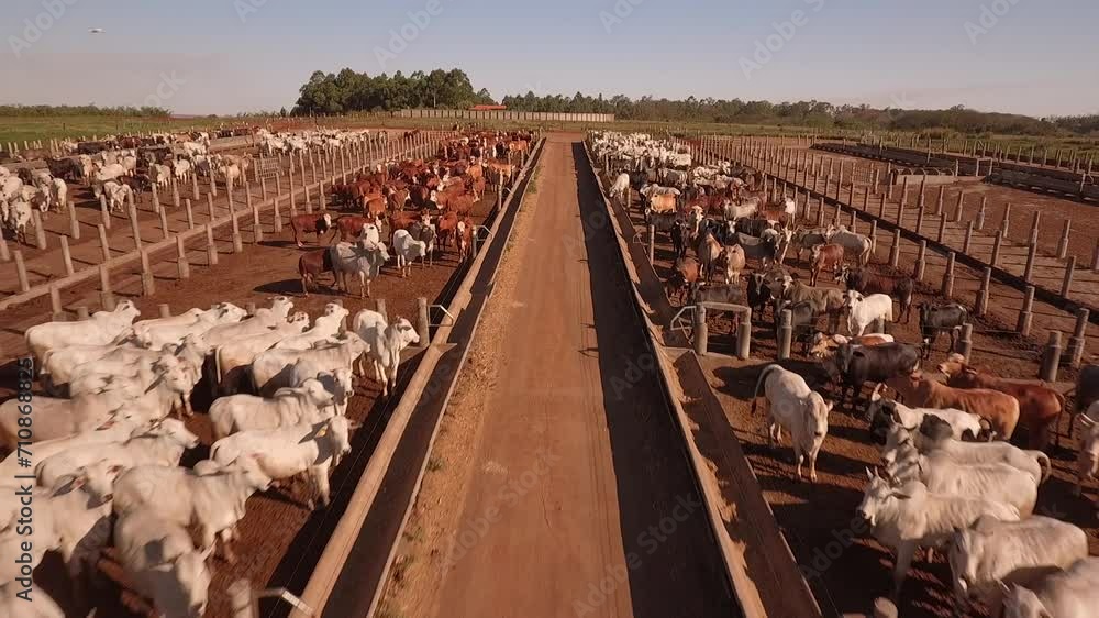 Cows in cattle confinement