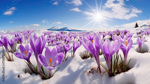 Mesmerizing panorama of purple Crocus flowers defiantly blooming amidst snow.
