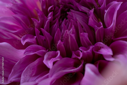 Close up of purple flowers petal background