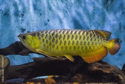 Golden Arowana Fish